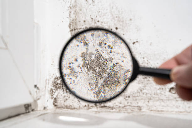 Mold Odor Removal Services in Lake Shore, MD